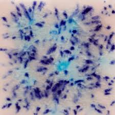 Northern Lights: Jungle Gems -4oz