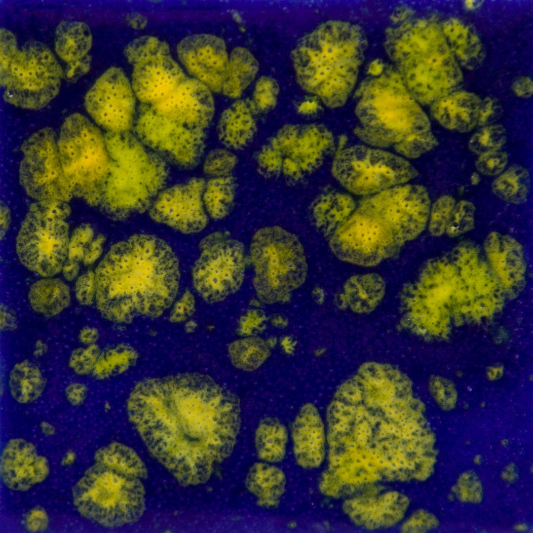 Starry Night: Jungle Gems -4oz